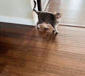 Is this kind of flooring the right choice for your home?