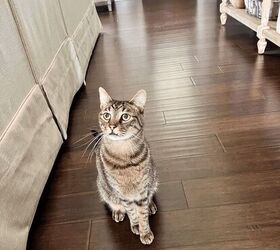 Is this kind of flooring the right choice for your home?