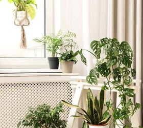 The gorgeous plants you're missing in your home and where to showcase them