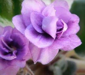 calming bedroom colors, Purple flowers