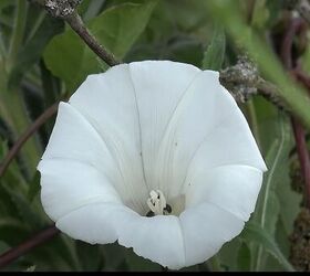 calming bedroom colors, White flower