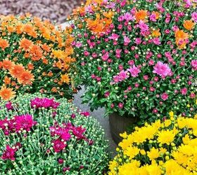 Proof that colorful mums are still the best fall porch decor