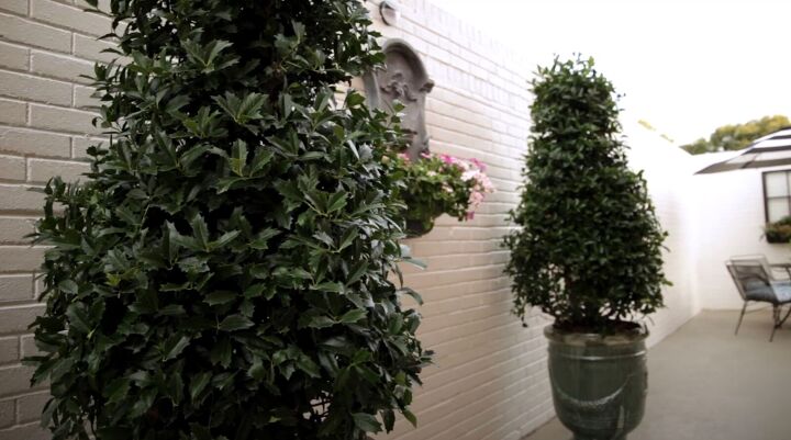 outdoor courtyard, Tall evergreen holly shrubs