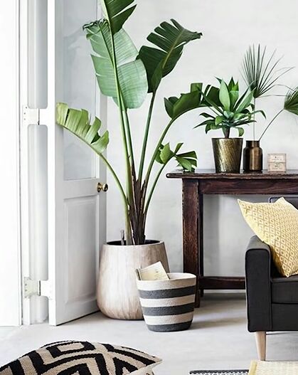 Large plants make a room feel cozy