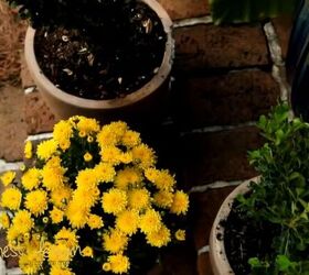 Potted plants on the steps