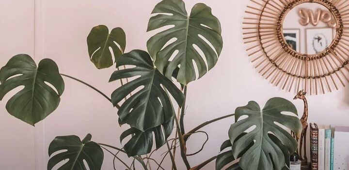 how to decorate boho, Large plant in decor