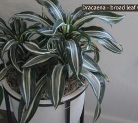 Dracaena plant