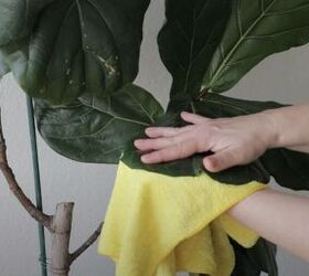 Cleaning plant leaves