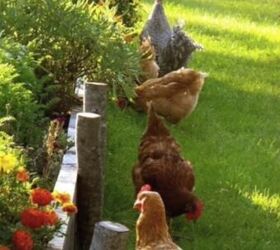 cottagecore interior design, Chickens in the garden