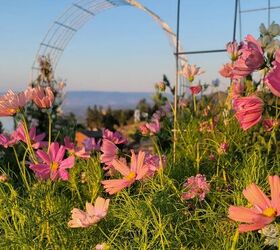 Find out which flowers are the best for your garden (start planning!)