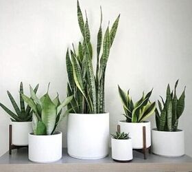 The 6 Best Houseplants for Beginners & How to Take Care of Them | Redesign