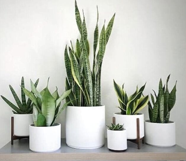 best houseplants for beginners, Different sizes of snake plants