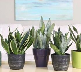 best houseplants for beginners, Snake plants in planters