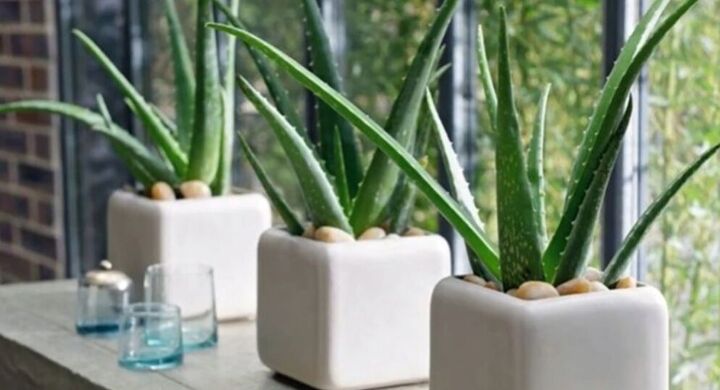 best houseplants for beginners, Aloe vera plants