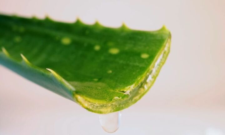 best houseplants for beginners, Inside an aloe leaf