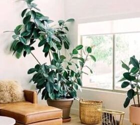 The 6 Best Houseplants for Beginners & How to Take Care of Them