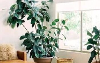 The 6 Best Houseplants for Beginners & How to Take Care of Them