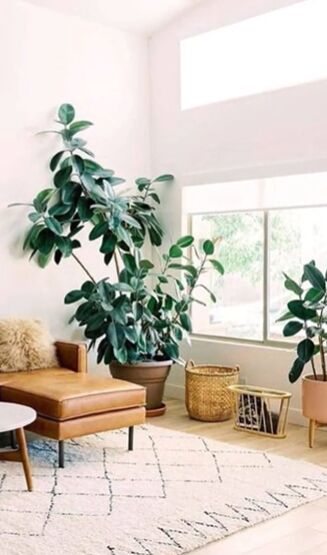 best houseplants for beginners, Large rubber plant