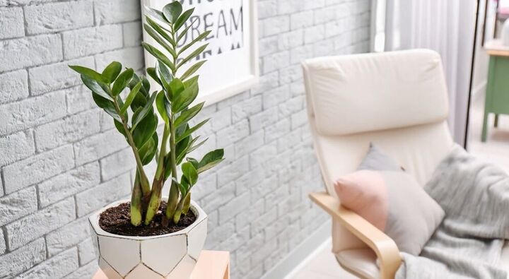 best houseplants for beginners, ZZ plant getting lots of natural light
