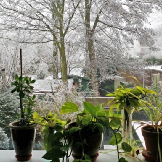 best houseplants for beginners, Bringing plants indoors in the winter