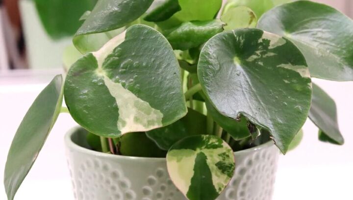 best houseplants for beginners, Raindrop plant