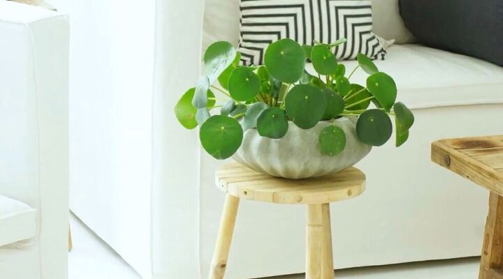 best houseplants for beginners, Chinese money plant