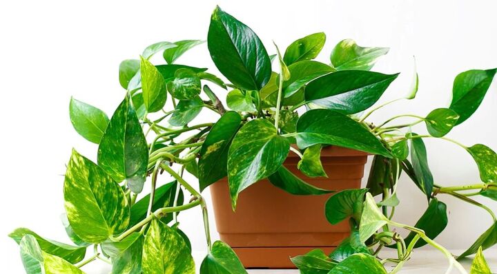 best houseplants for beginners, Pothos plant