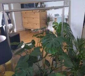 quirky design, Large mirror with a plant