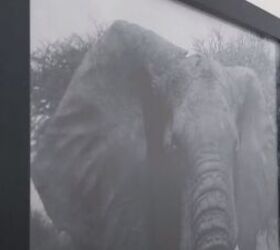 quirky design, Elephant print frame