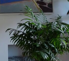 london flat, Palm inspired plant