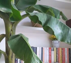 london flat, Banana tree