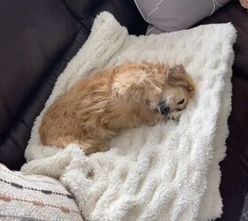 cozy home, Cozy blanket with a dog