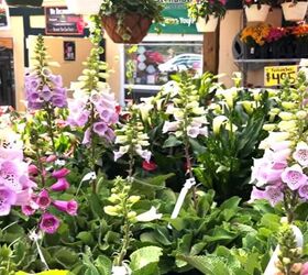 front porch decor for spring, Fox gloves at a plant nursery