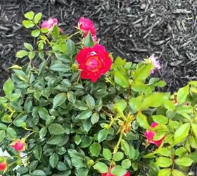 front porch decor for spring, Red Drift roses