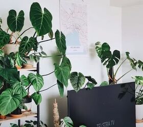 decorating around a tv, Large plants around a TV