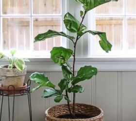 Using plants in home decor