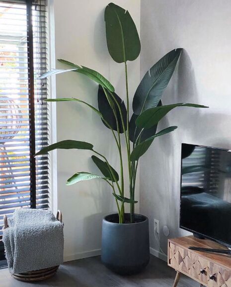 how to make your home unique, Large plant in a corner