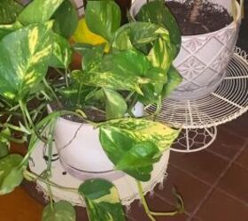 afro boho living room, Plants on vintage cake plates