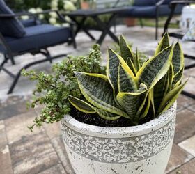 These are the pretty plants that will survive when there isn't enough rain