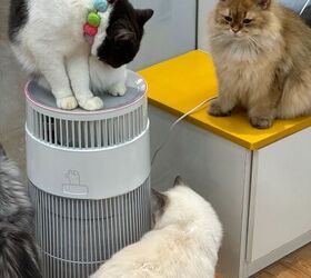 transform your home into a pet friendly haven with the wisesky w cat