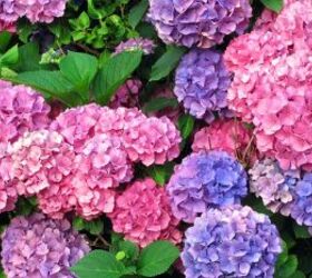 The 14 beautiful bushes that will completely boost your curb appeal