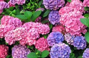 The 14 beautiful bushes that will completely boost your curb appeal