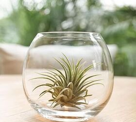 Are Air Plants the New Succulents?