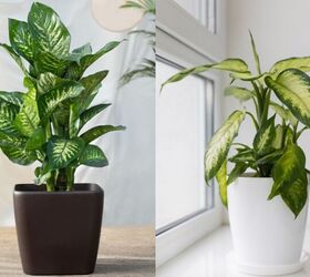 Dieffenbachia