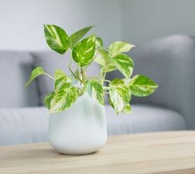 7 common houseplants that actually don't belong in the home