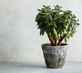 7 Common Houseplants That Actually Don’t Belong in the Home