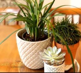 My Five Favorite Indoor Plants for Fall