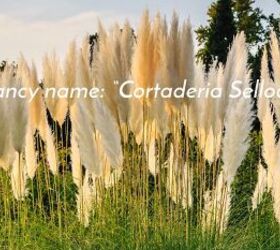 how to decorate with pampas grass styling tips and ideas