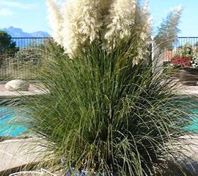 how to decorate with pampas grass styling tips and ideas