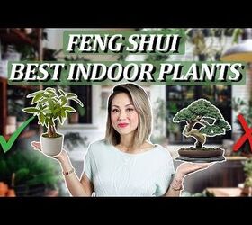 Boost Health, Wealth & Harmony: The 9 Best Feng Shui Indoor Plants